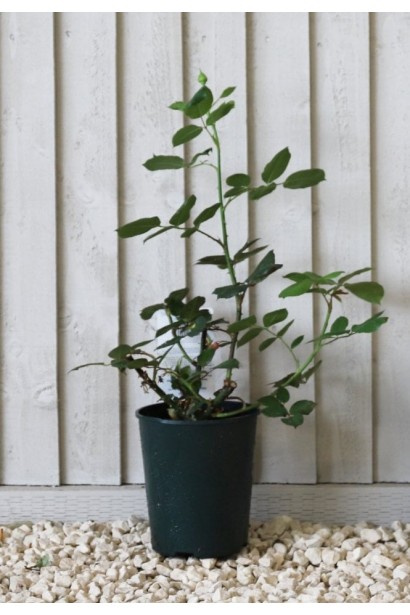 Троянда Брайдал Піано - саджанець в контейнері